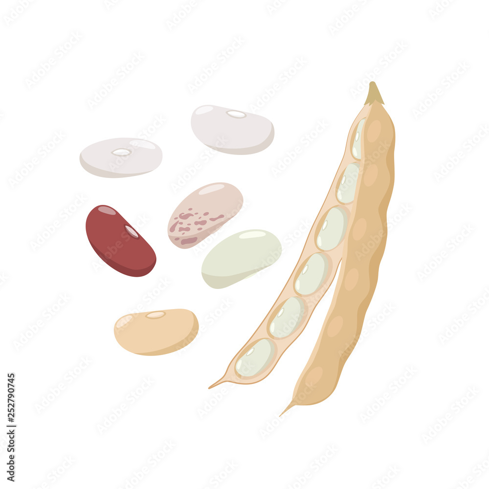 Open haricot bean pod and various ripe beans seeds isolated on white background vector illustration in flat design.
