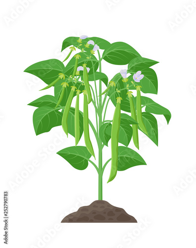 Bean mature plant vector stock illustration in flat design. Beans growing from soil with green bean pods isolated on white background.