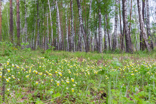 Fragment of the forest with field pansies on a foreground