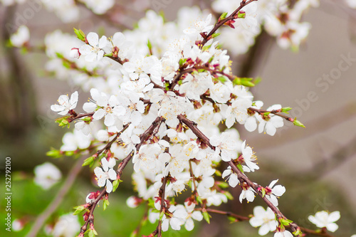 Branch of the blossoming apricot on a blurred background