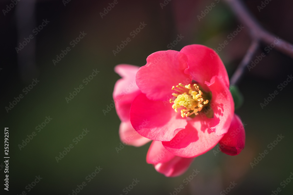 Blossoming red flower background, natural wallpaper. Flowering chaenomeles branch in spring, macro image with copyspace and beautiful bokeh
