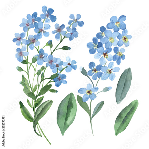 Fototapeta Naklejka Na Ścianę i Meble -  Watercolor gentle blue flowers of forget-me-not with green leaves on white background.