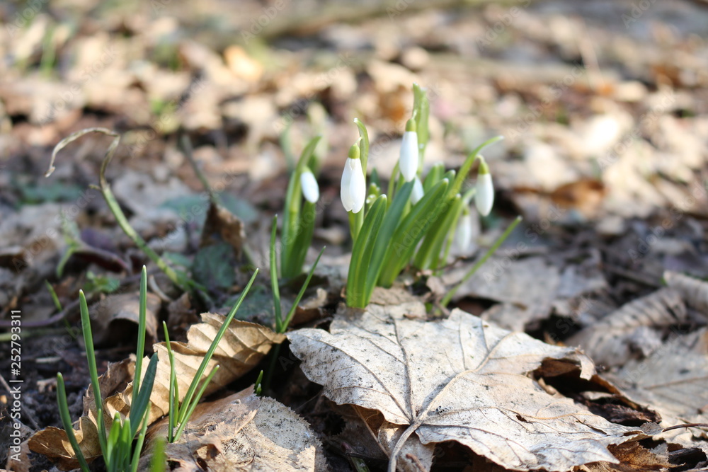 The first spring flowers - snowdrops bloomed in the forest The first spring flowers - snowdrops bloomed in the forest