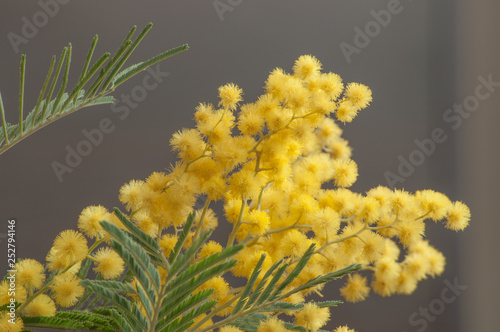 Yellow mimosa buds on a grey background.