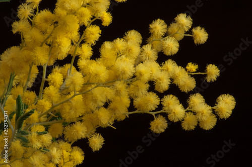 Yellow mimosa buds on dark brown background.