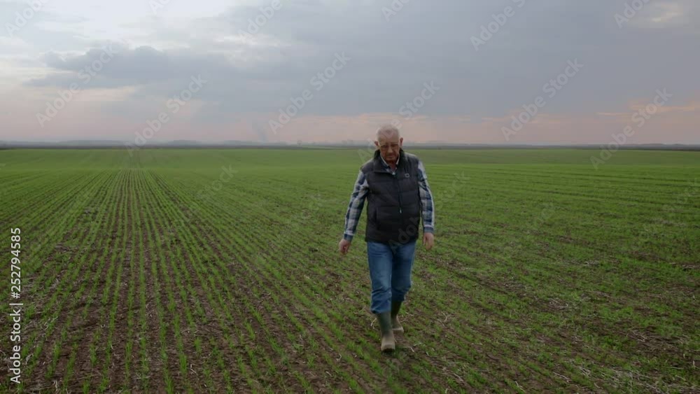 Senior farmer walking in young wheat field and examining crop. Senior farmer walking in young wheat field and examining crop.