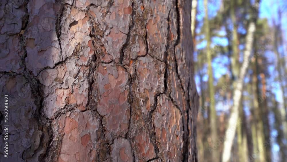 Pine bark close-up, shooting on a clear Sunny winter day, blue sky Pine bark close-up, shooting on a clear Sunny winter day, blue sky