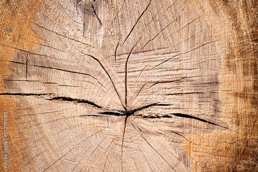 Fototapeta premium Wooden cut texture, closeup