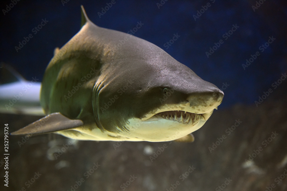 Naklejka premium Shark with big teeth in a huge aquarium