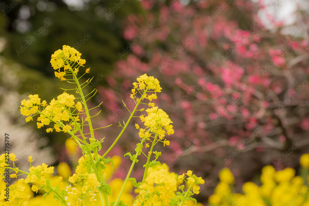 菜の花 菜の花