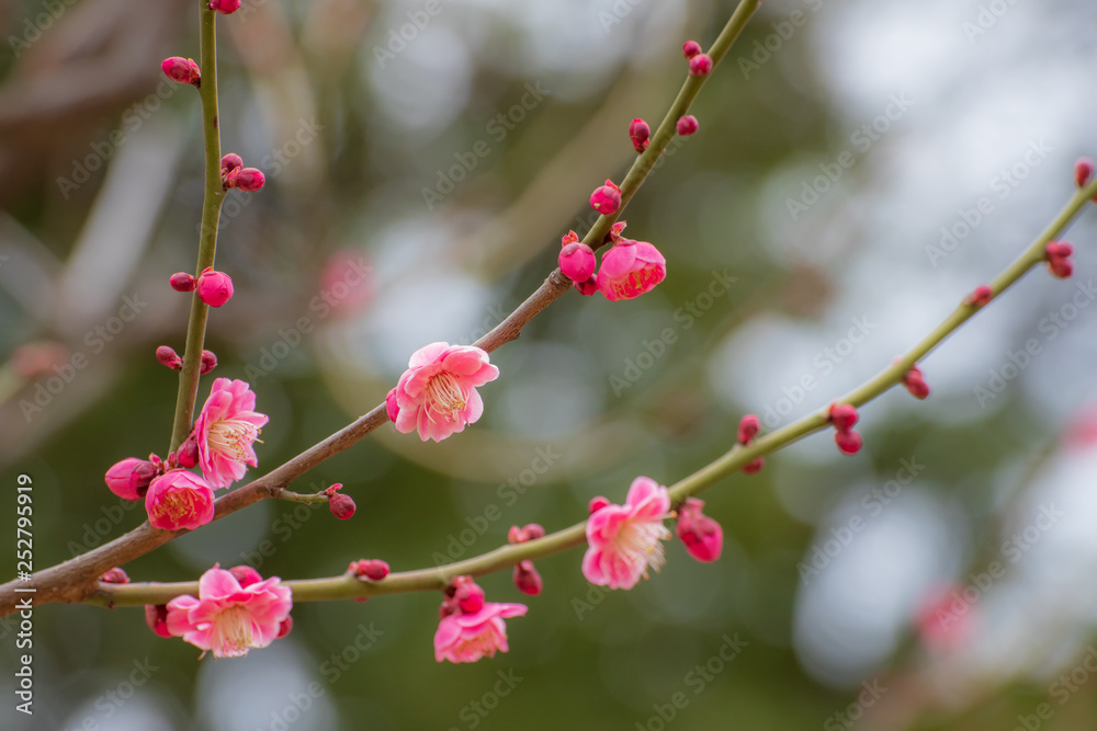 梅の花（紅梅）