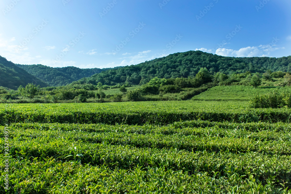 Amazing landscape view of tea plantation in sunny day. Nature background with blue sky and foggy.