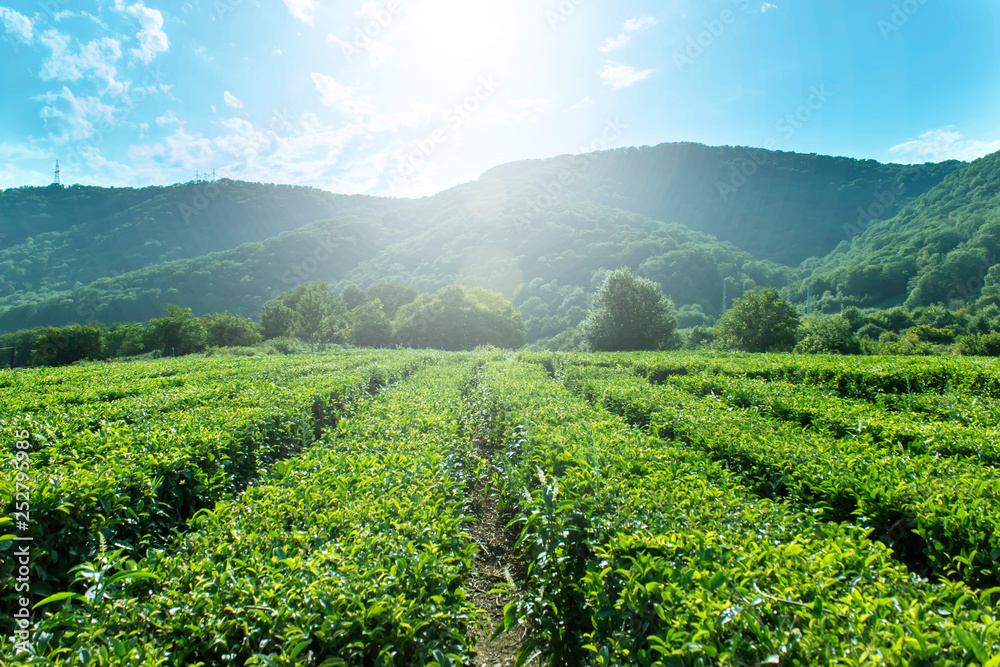 Amazing landscape view of tea plantation in sunny day. Nature background with blue sky and foggy.