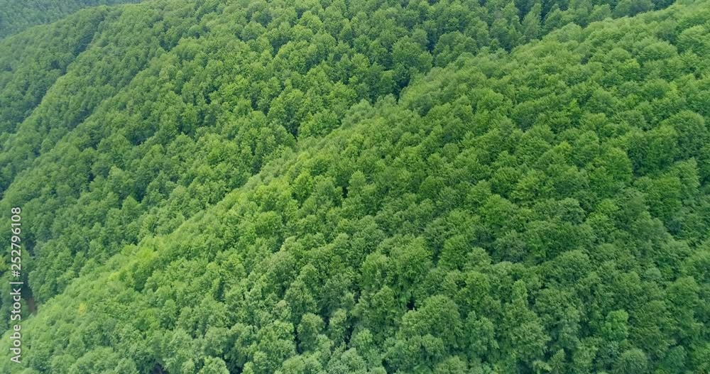 Aerial view: Flying over the Transcarpathian forests that are on the verge of destruction due to excessive logging Aerial view: Flying over the Transcarpathian forests that are on the verge of destruction due to excessive logging
