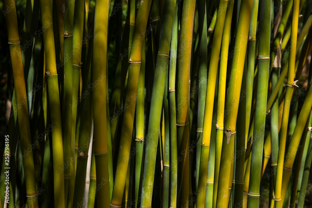 Obraz premium Bambus , Bamboo forest