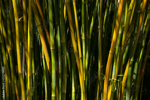 Bambus , Bamboo forest 