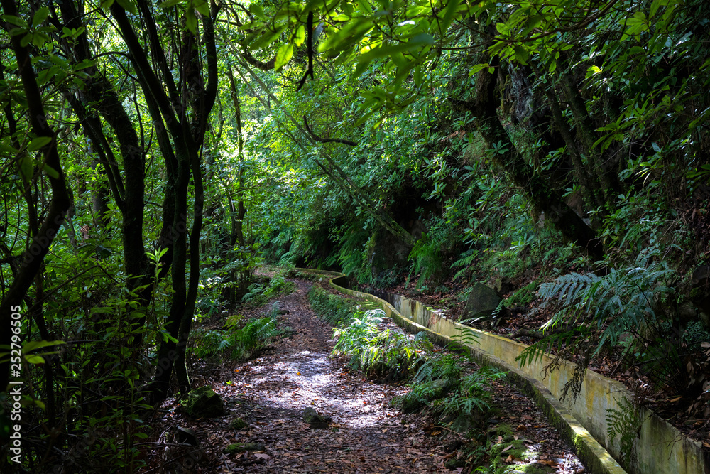 Fototapeta premium Levada of Madereira