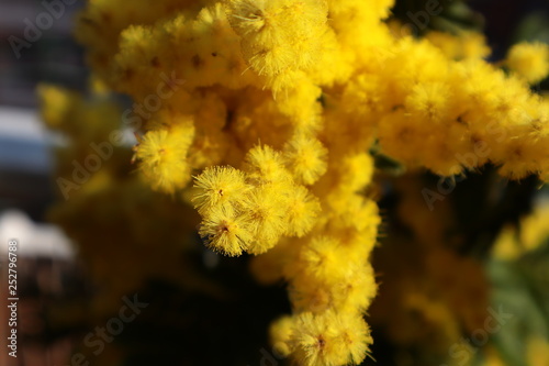 mimosa
