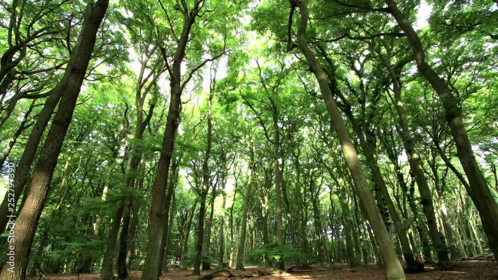 Sun-flooded forest in fast-motion - German beech forest in time-lapse during the day Sun-flooded forest in fast-motion - German beech forest in time-lapse during the day