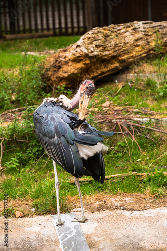 Marabou in the wild