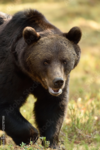 A close up shot of a wild male brown bear in colorful forest scenery, approaching to the camera