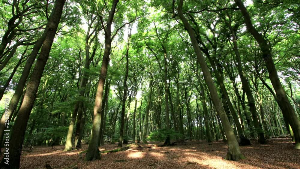 Sun-flooded forest in fast-motion - German beech forest in time-lapse during the day Sun-flooded forest in fast-motion - German beech forest in time-lapse during the day