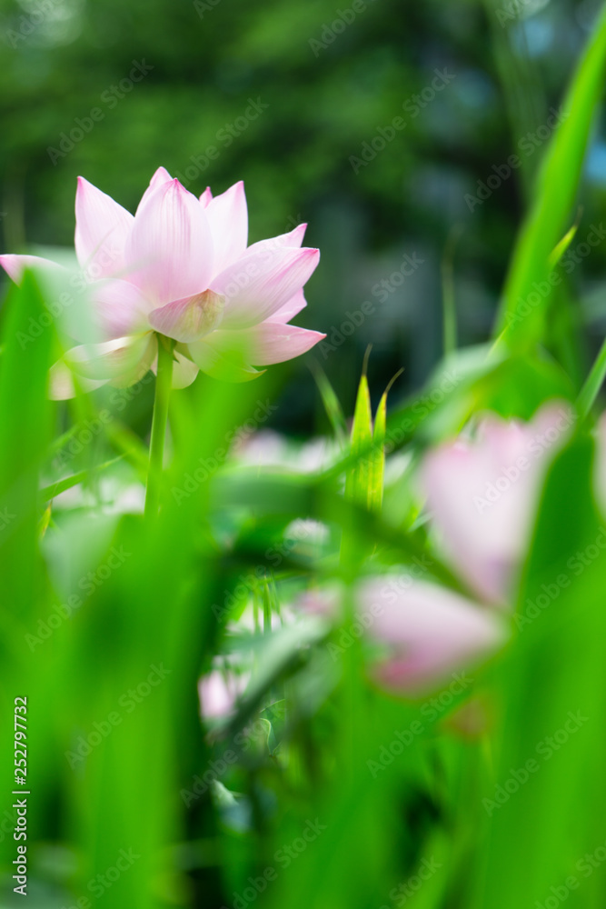 Fototapeta premium 蓮の花