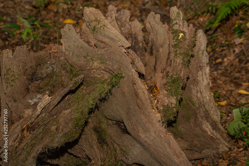  Tree root background © Ali Tellioglu