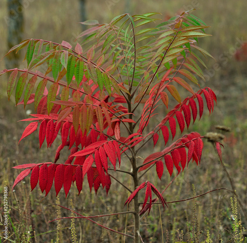 Small staghorn sumac tree in field at autumn time photo