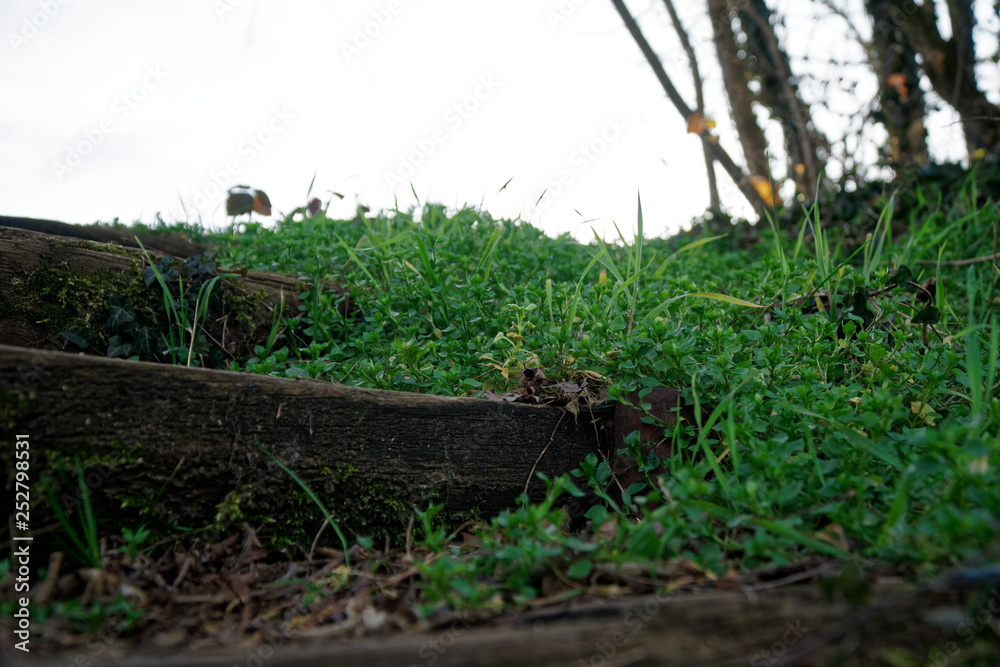 Wooden steps from log and moss, wooden stairs Wooden steps from log and moss, wooden stairs