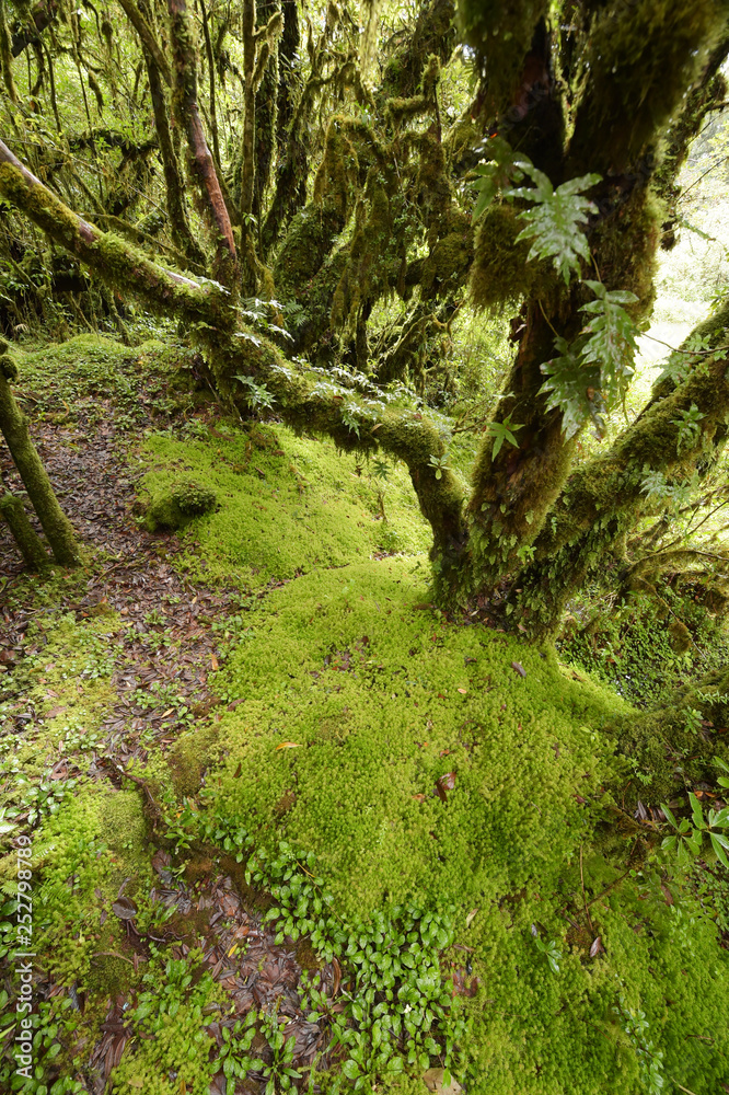 Fototapeta premium tree trunks and the ground covered with green moss in forest