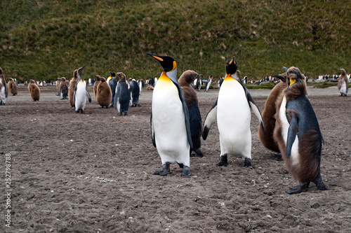 Salisbury Plain South Georgia Islands  adult and molting juvenile king penguins  standing in colony