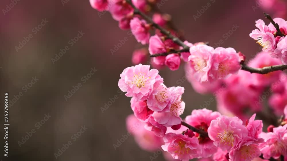 Flowers in spring series: pink plum blossoming in breeze, close up view, 4K movie, slow motion. Flowers in spring series: pink plum blossoming in breeze, close up view, 4K movie, slow motion.