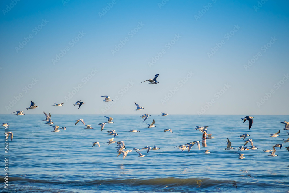 Flock of birds seen soaring high above the the sky in Anna Maria Island, Florida