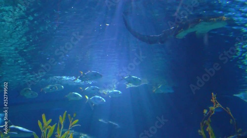 Wallpaper Mural Large and small fish swim one after another in the clear transparent water of the oceanarium. Concept of sea creatures and exotic species of fish Torontodigital.ca