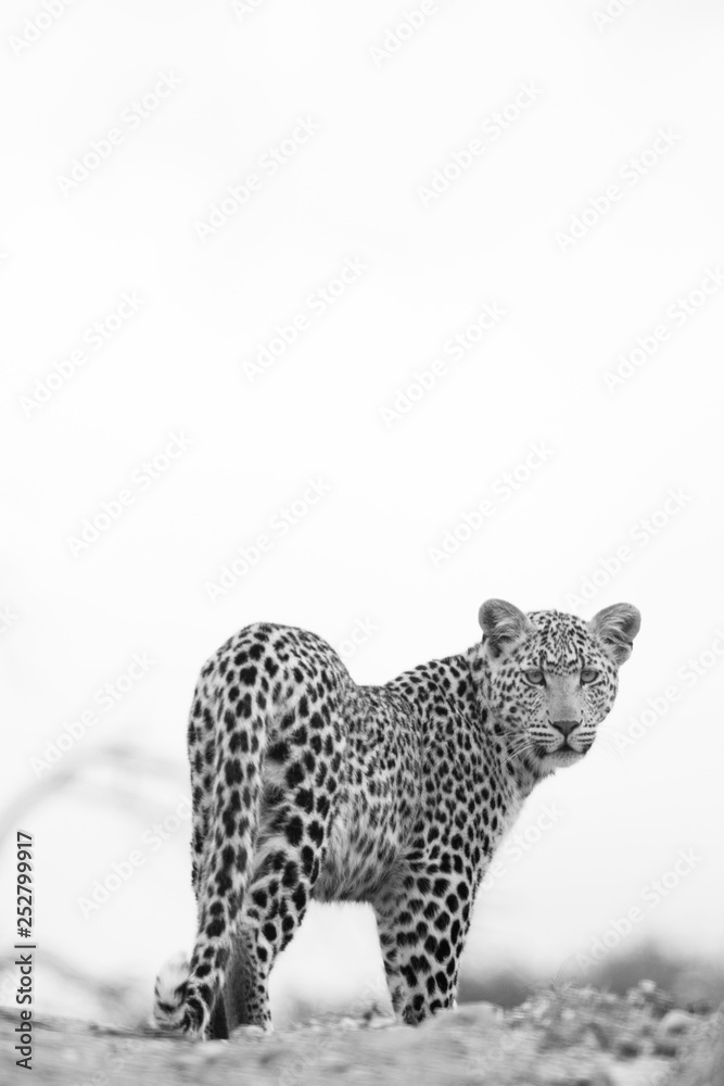 Naklejka premium Leopard Looking Back