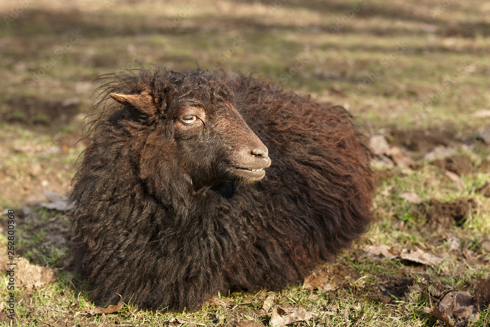 Black ouessant sheep lying in the meadow Black ouessant sheep lying in the meadow