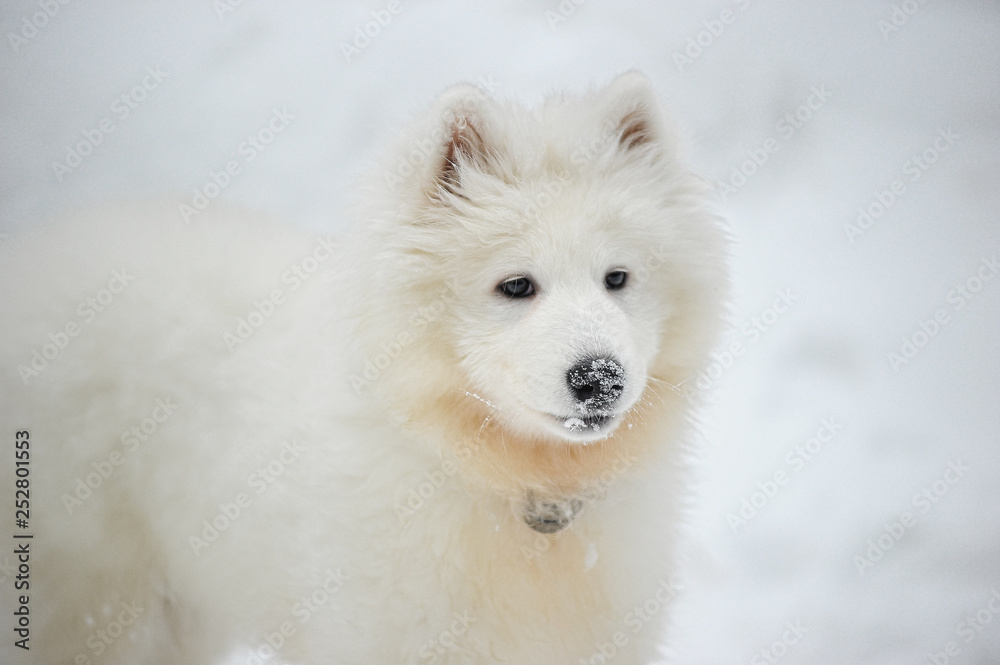 Samoyed puppy in the snow