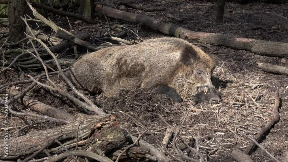 ein Wildschwein schläft im Wald ein Wildschwein schläft im Wald