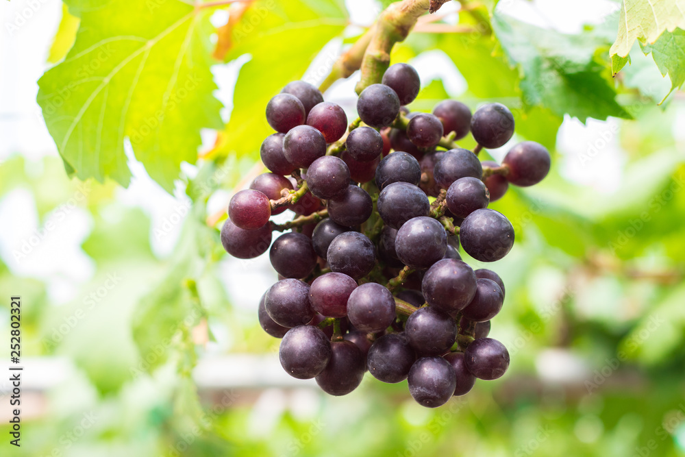 Fototapeta premium Ripening red grapes (Vitis Vinifera) are hanging on the vine with green leaves in the countryside vineyard for harvesting