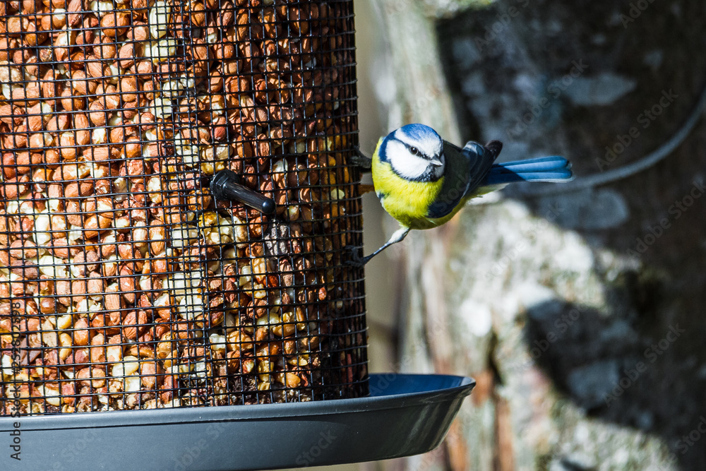 Naklejka premium Bluetit