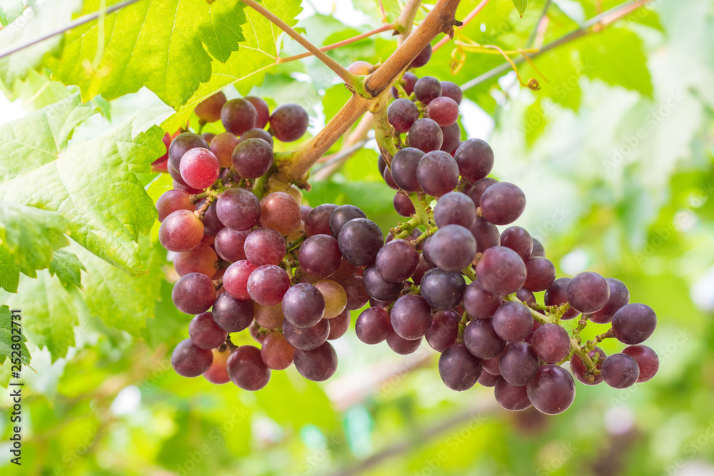 Ripening red grapes (Vitis Vinifera) are hanging on the vine with green leaves in the countryside vineyard for harvesting