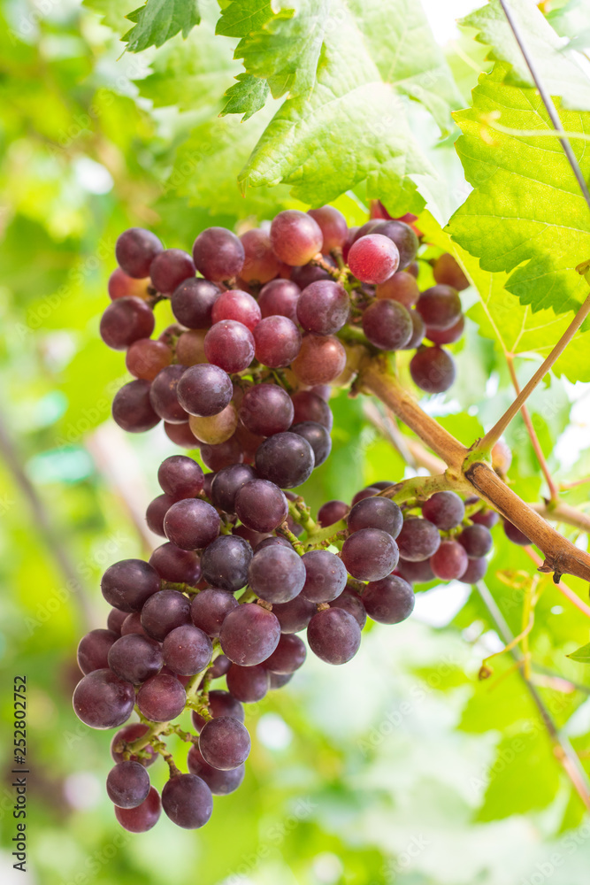 Ripening red grapes (Vitis Vinifera) are hanging on the vine with green leaves in the countryside vineyard for harvesting Ripening red grapes (Vitis Vinifera) are hanging on the vine with green leaves in the countryside vineyard for harvesting
