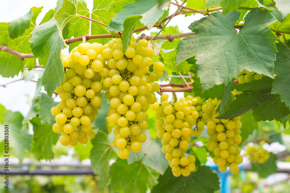Fresh green grapes (Vitis Vinifera Linn) are hanging on the vine with green leaves in organic garden for harvesting Fresh green grapes (Vitis Vinifera Linn) are hanging on the vine with green leaves in organic garden for harvesting