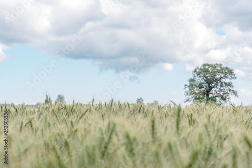 Green grain field.