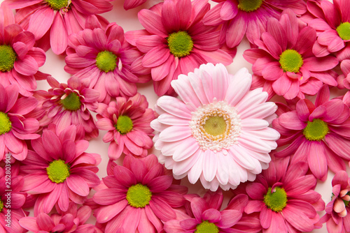 Photography Flower which differs in color from other ones