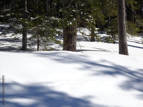 snowy ground ander conifers