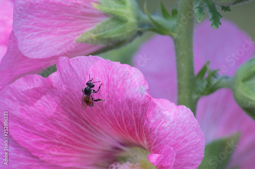 bee on flower