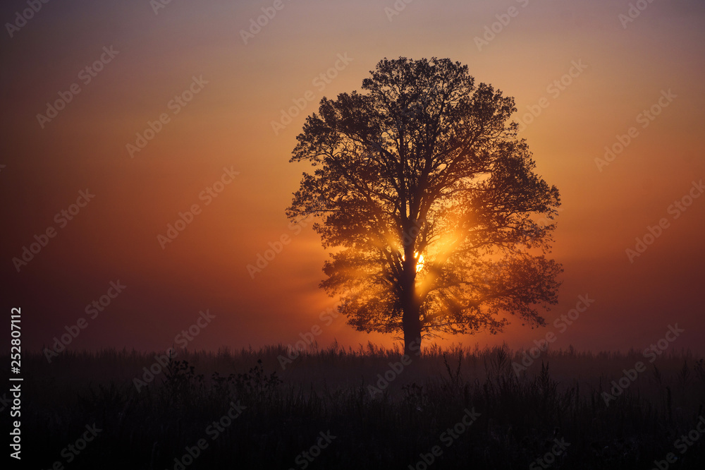 Sunrise in the Meadow with Oak Tree. Sunrise in the Meadow with Oak Tree.