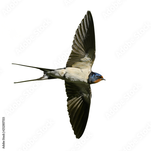 Swallow in Flight isolated on white.